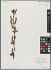 Foto von Salix aurita L. x Salix lapponum L.